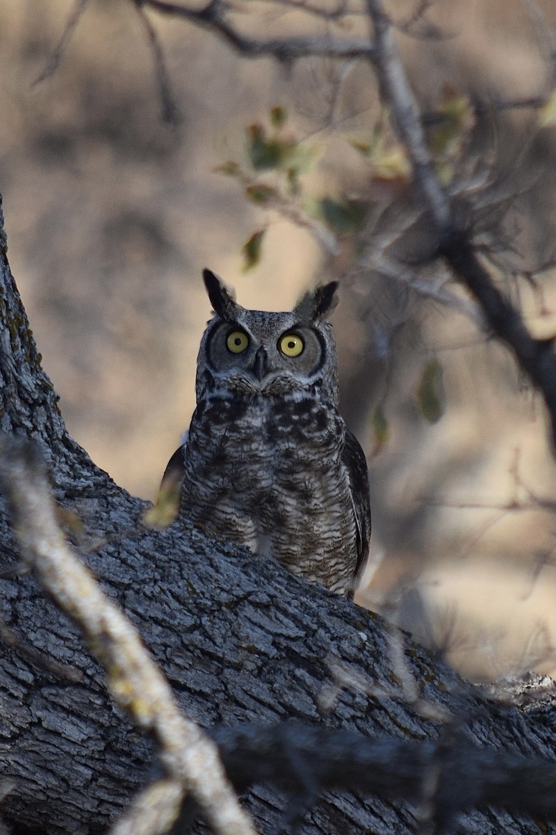 Great Horned Owl - ML282032551