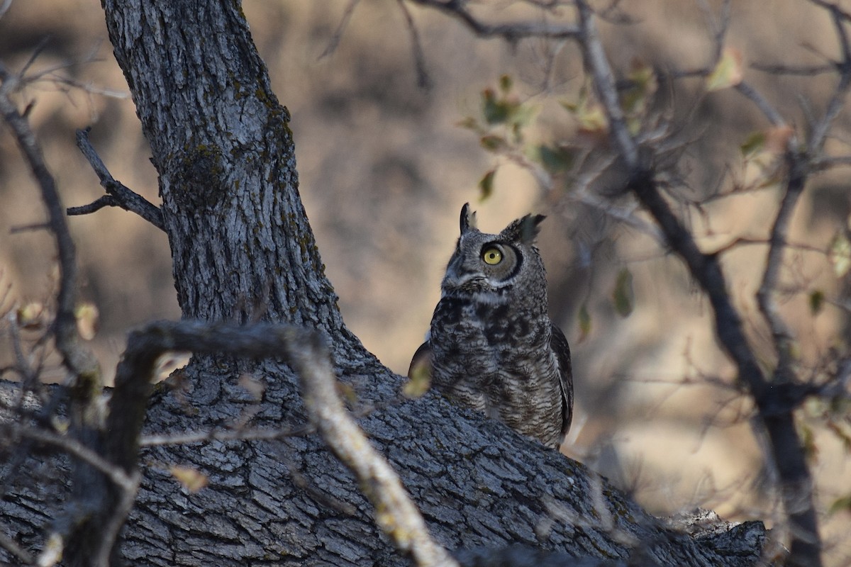 Great Horned Owl - ML282032561