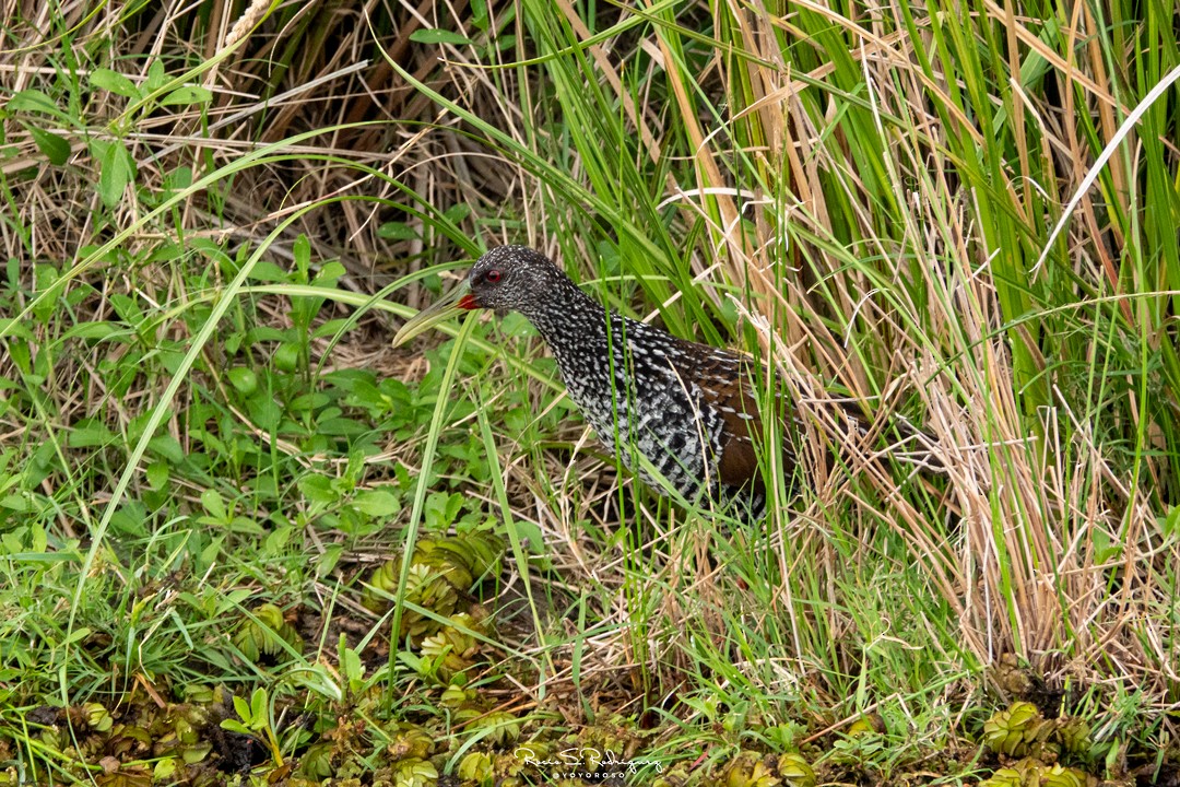 Spotted Rail - ML282032691