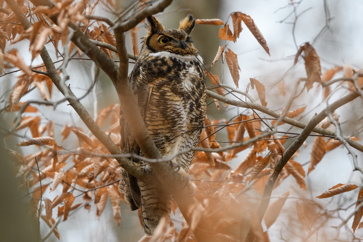 Great Horned Owl - Steve Rappaport