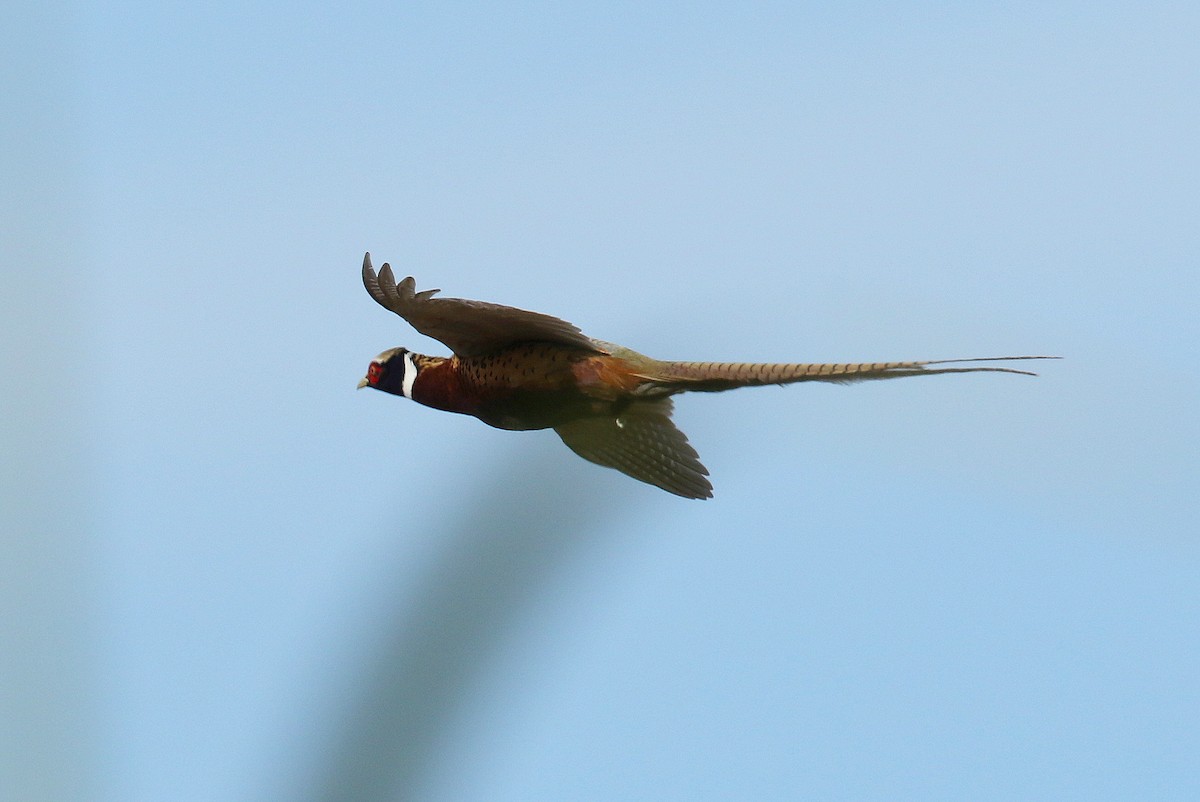Ring-necked Pheasant - Steve Rottenborn