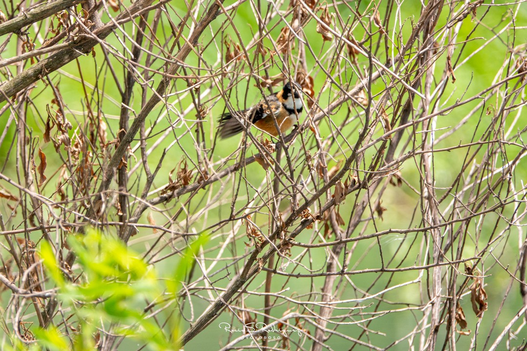Rusty-collared Seedeater - ML282047831