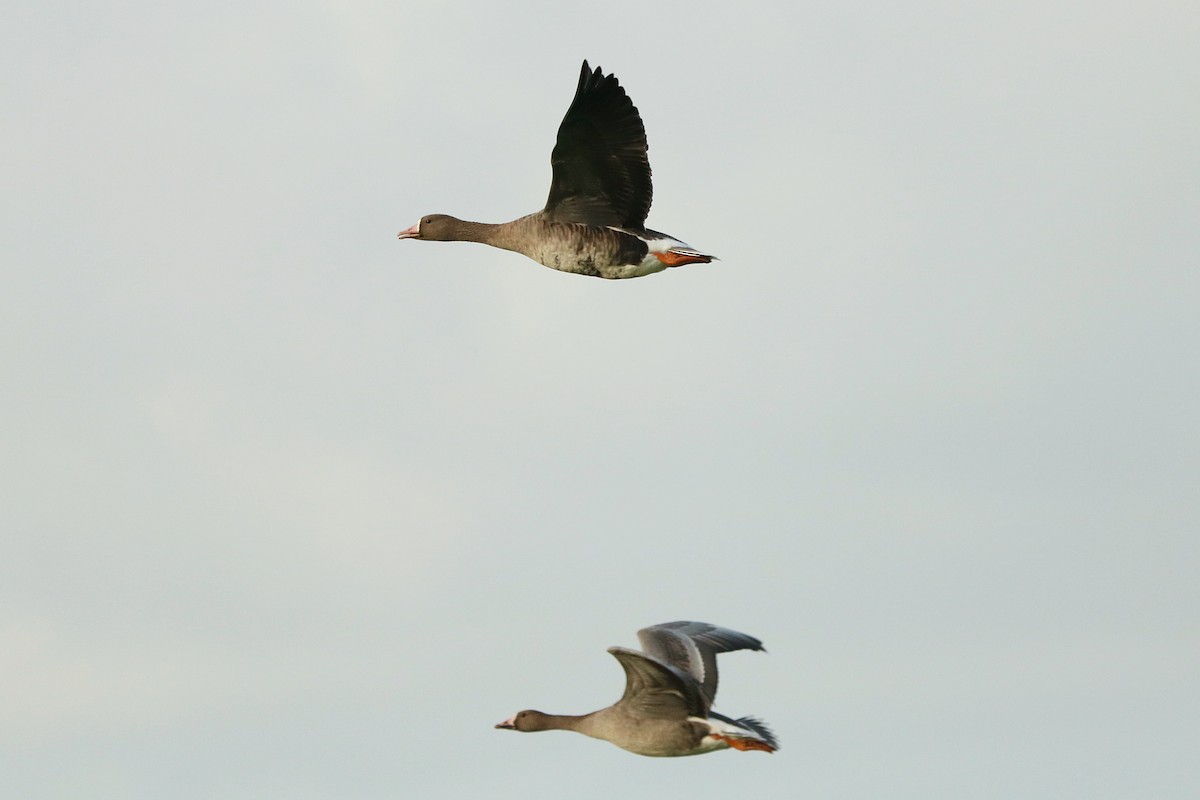 Greater White-fronted Goose - Letty Roedolf Groenenboom