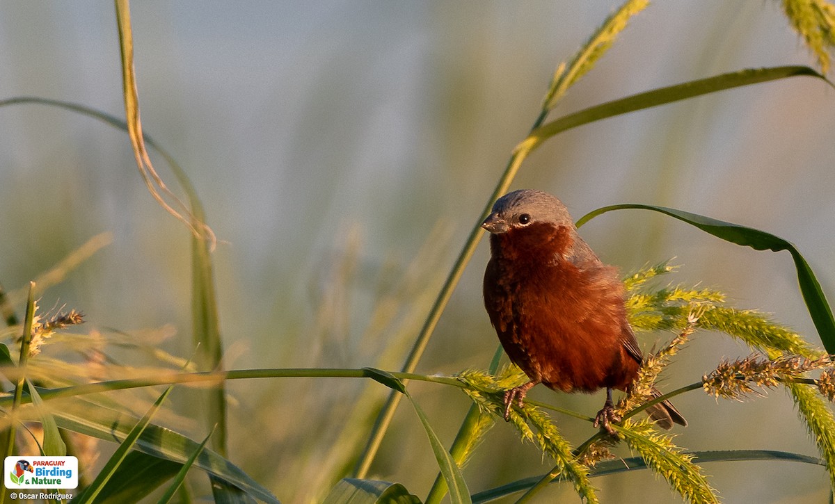 Rufous-rumped Seedeater - Oscar  Rodriguez CON-Paraguay Birding & Nature