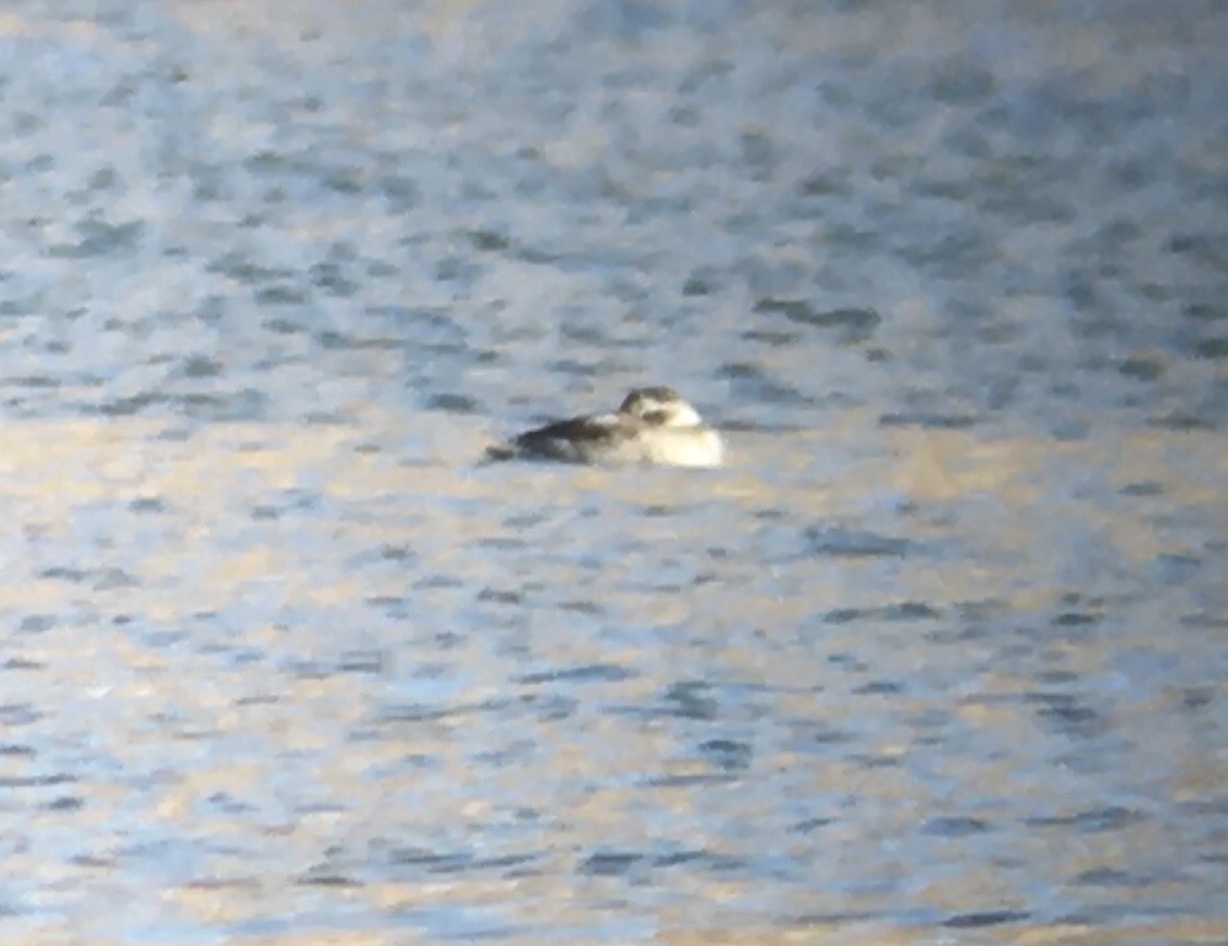 Long-tailed Duck - Taylor Abbott