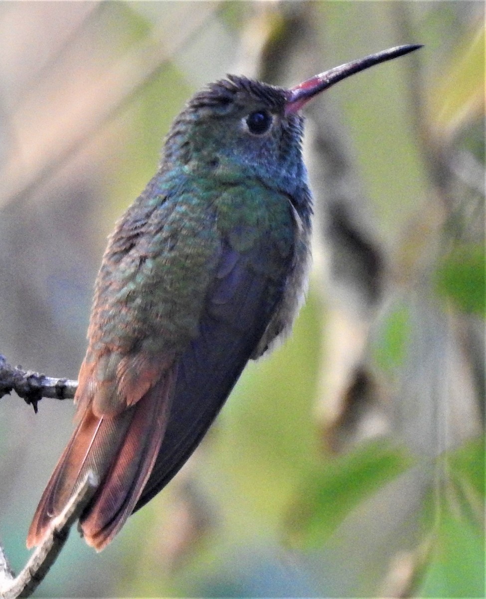 Buff-bellied Hummingbird - ML282060981