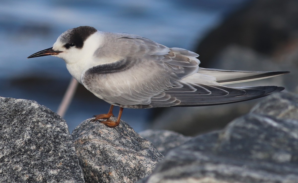 Common Tern - Gary Leavens