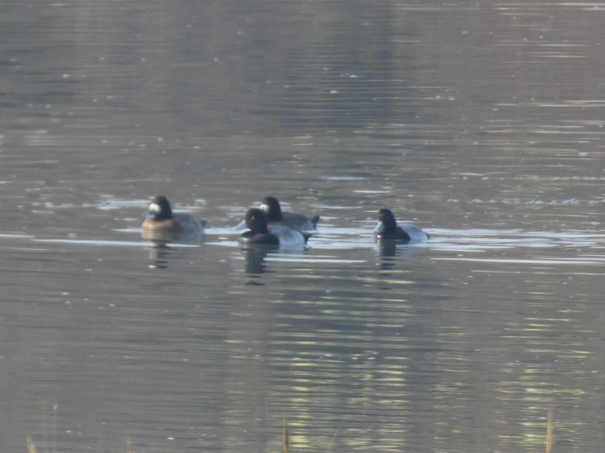 Lesser Scaup - Gerry and Linda Baade