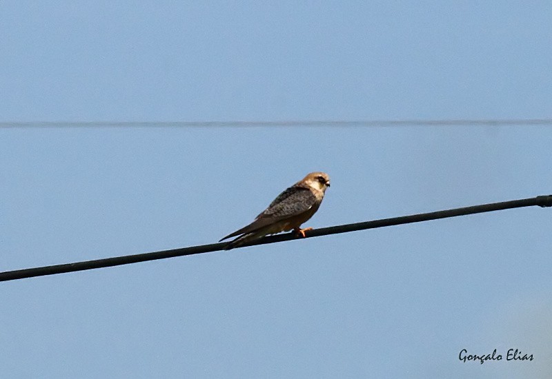 Red-footed Falcon - ML282066141