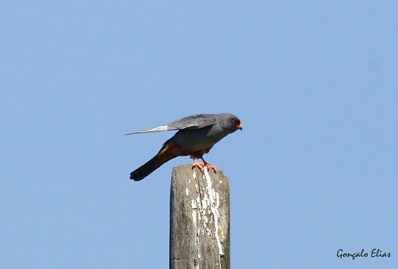 Red-footed Falcon - ML282066151