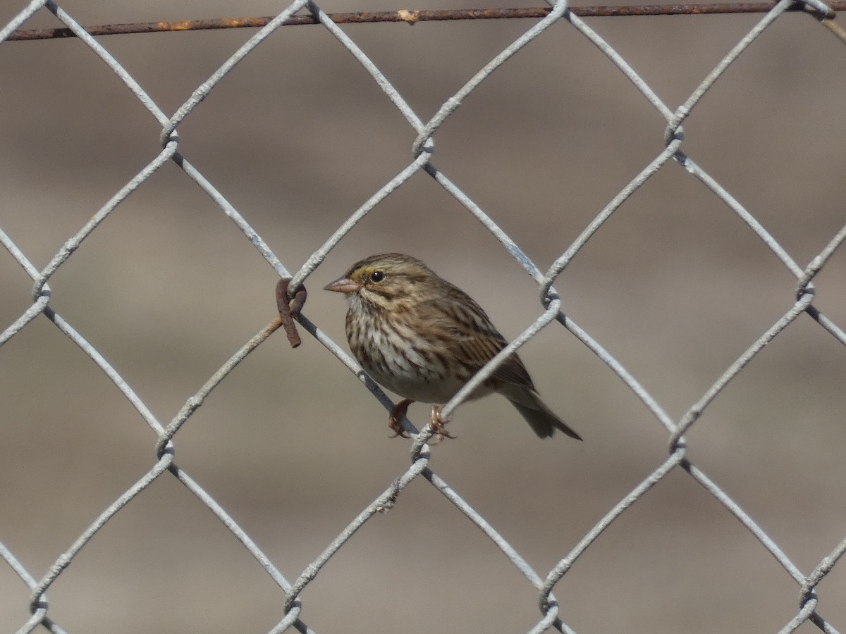 Savannah Sparrow - ML282066221