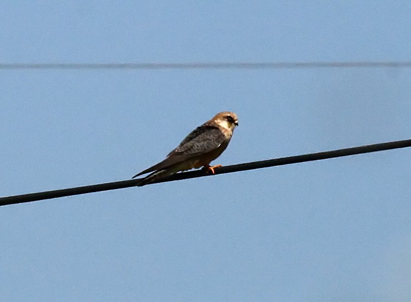 Red-footed Falcon - ML282066311