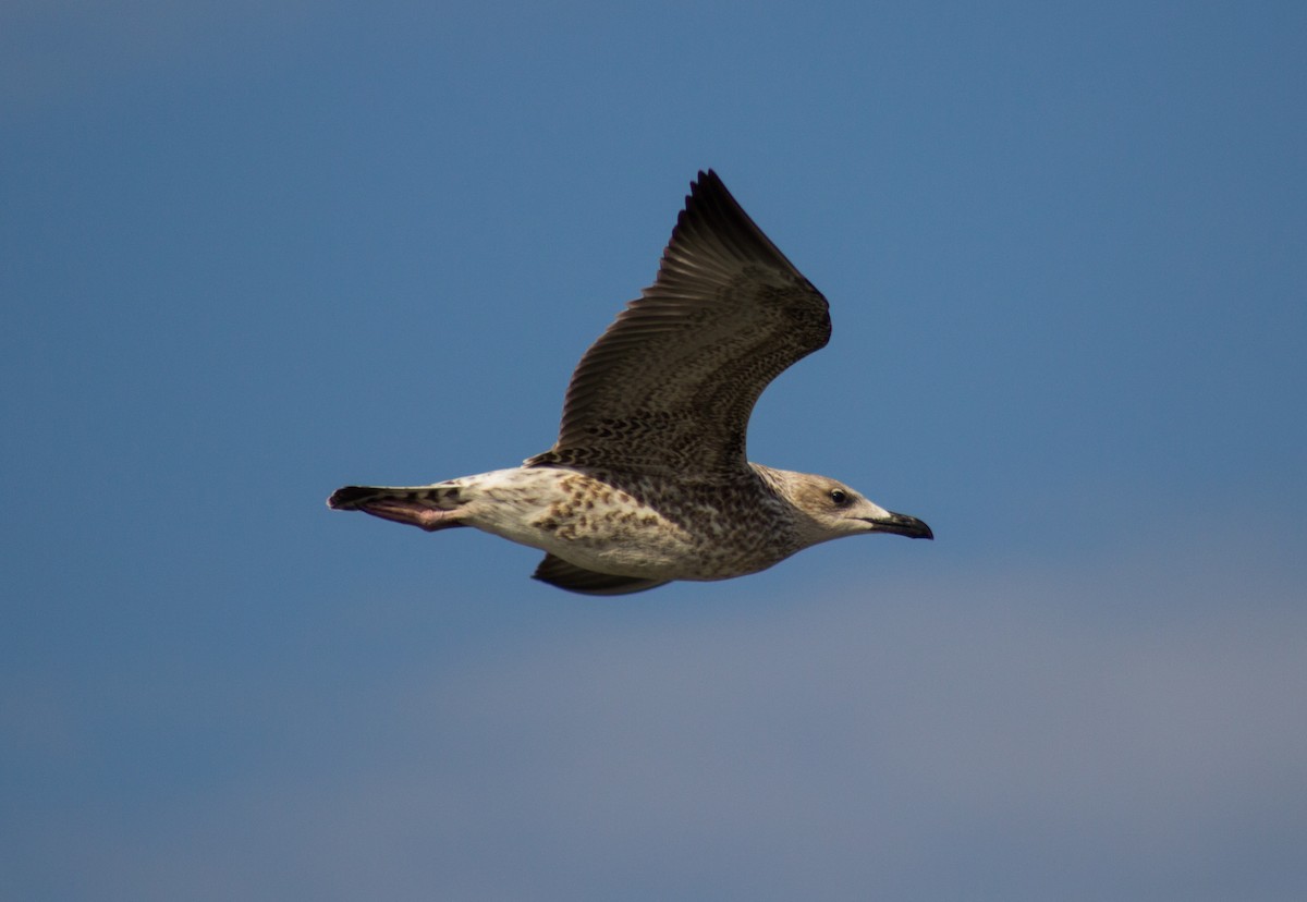 Lesser Black-backed Gull (Heuglin's) - ML282066471