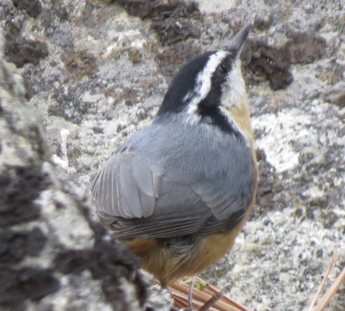 Red-breasted Nuthatch - ML282070151