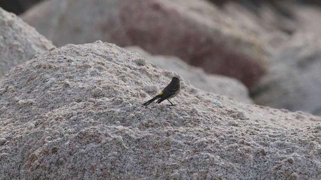 Yellow-rumped Warbler (Audubon's) - ML282085531
