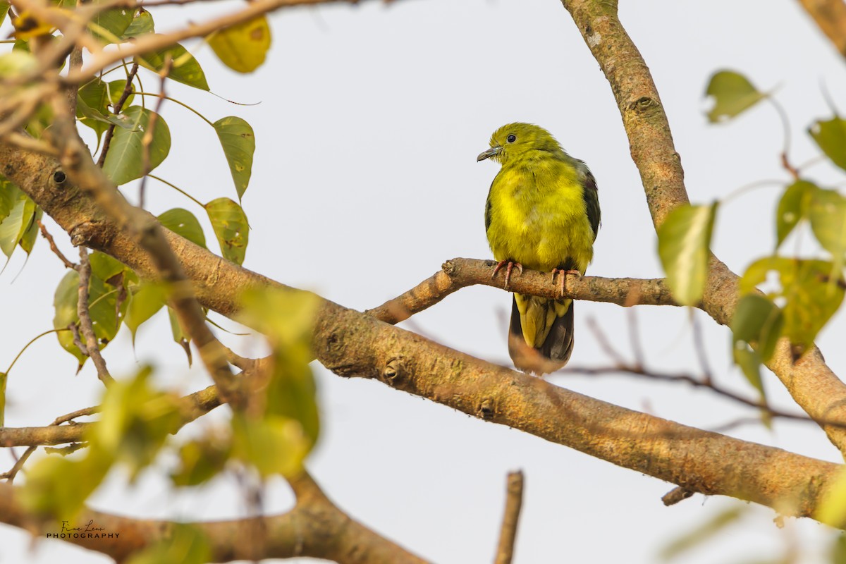 Wedge-tailed Green-Pigeon - ML282091381