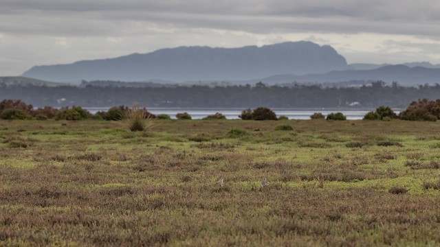 Two birds in their overwintering habitat; Tasmania, Australia. - Sharp-tailed Sandpiper - 