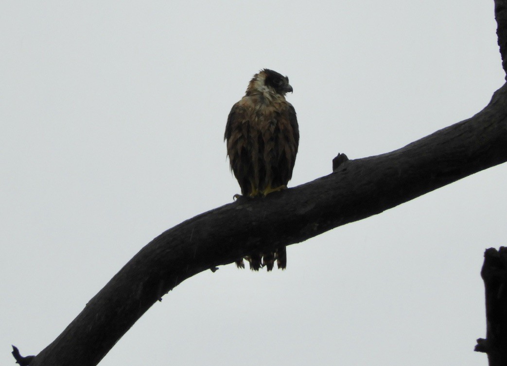 eBird Australia Checklist - 23 Nov 2020 - Callum Brae Nature Reserve ...