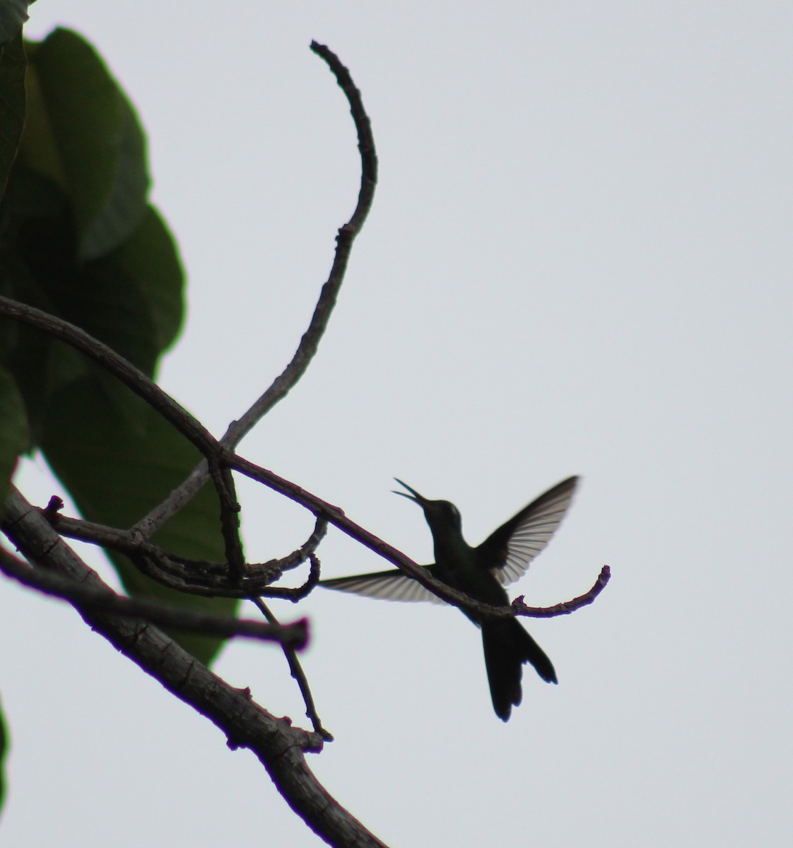 Bee Hummingbird - Wency Rosales