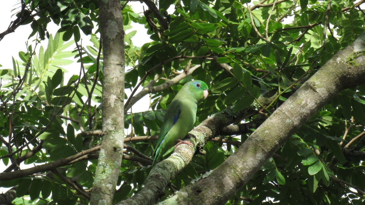 Папуга-горобець панамський - ML282114771