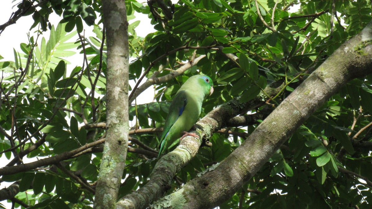 Папуга-горобець панамський - ML282114951