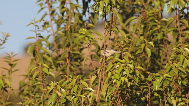 Yellow-rumped Warbler (Audubon's) - ML282116331