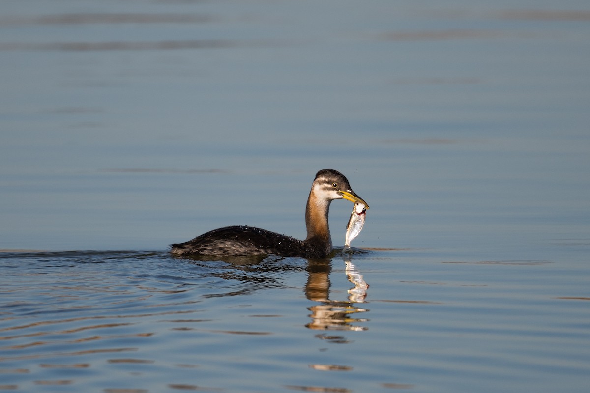 Red-necked Grebe - ML282116631
