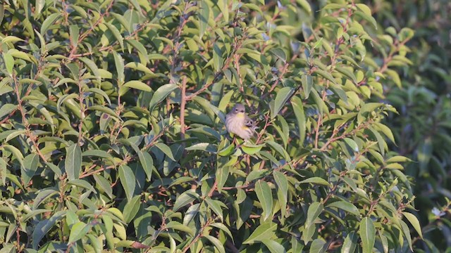 Yellow-rumped Warbler (Audubon's) - ML282117481
