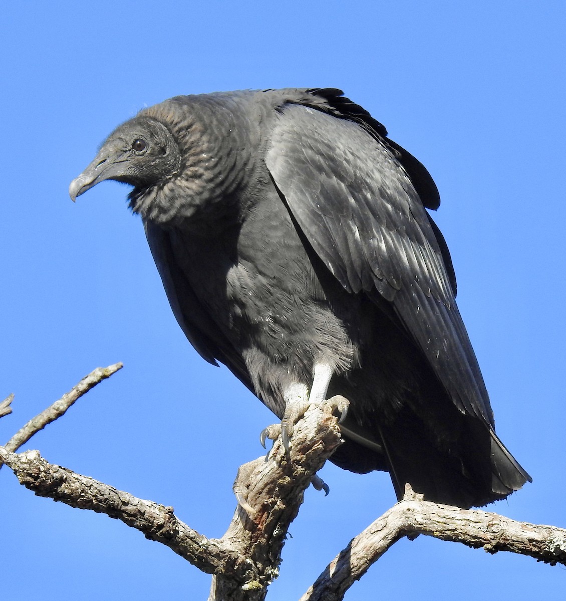 Black Vulture - Van Remsen