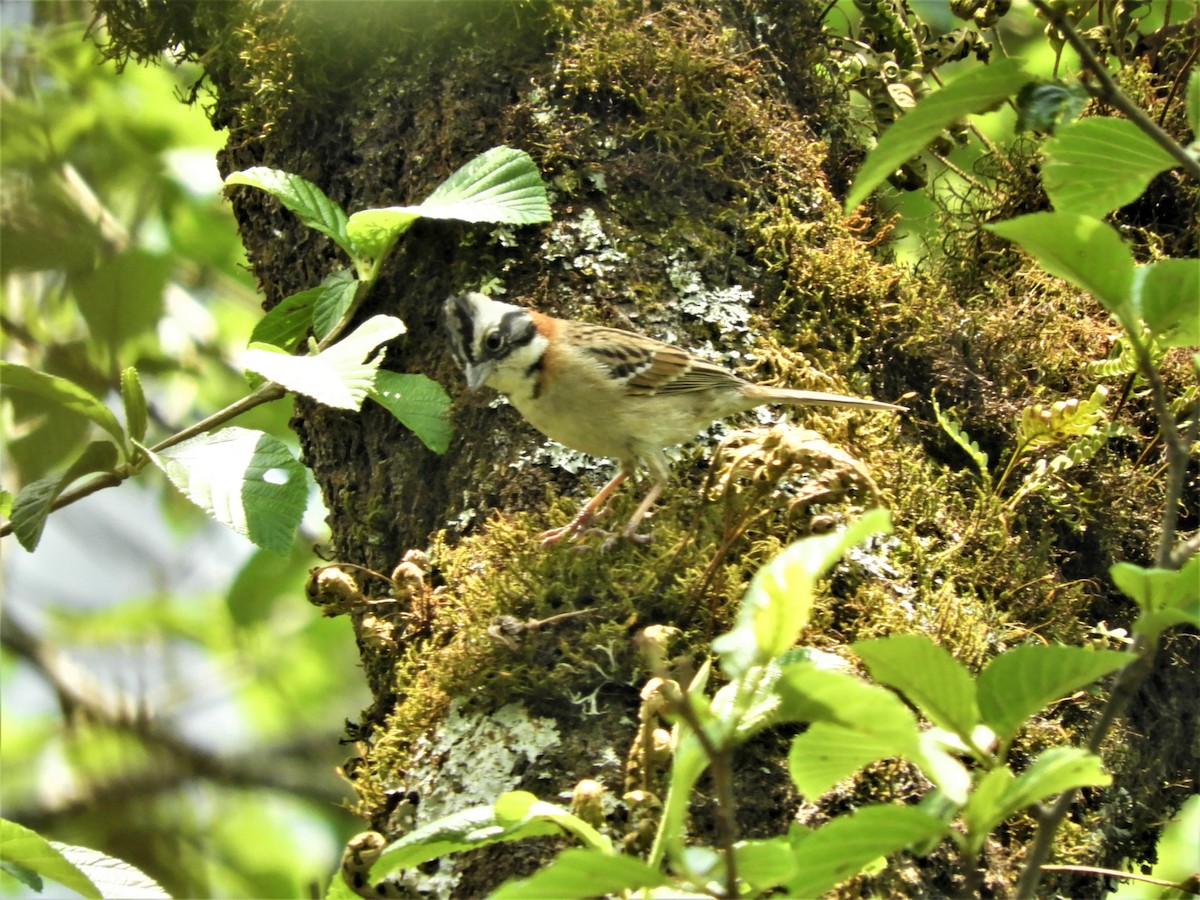 Rufous-collared Sparrow - ML282124461