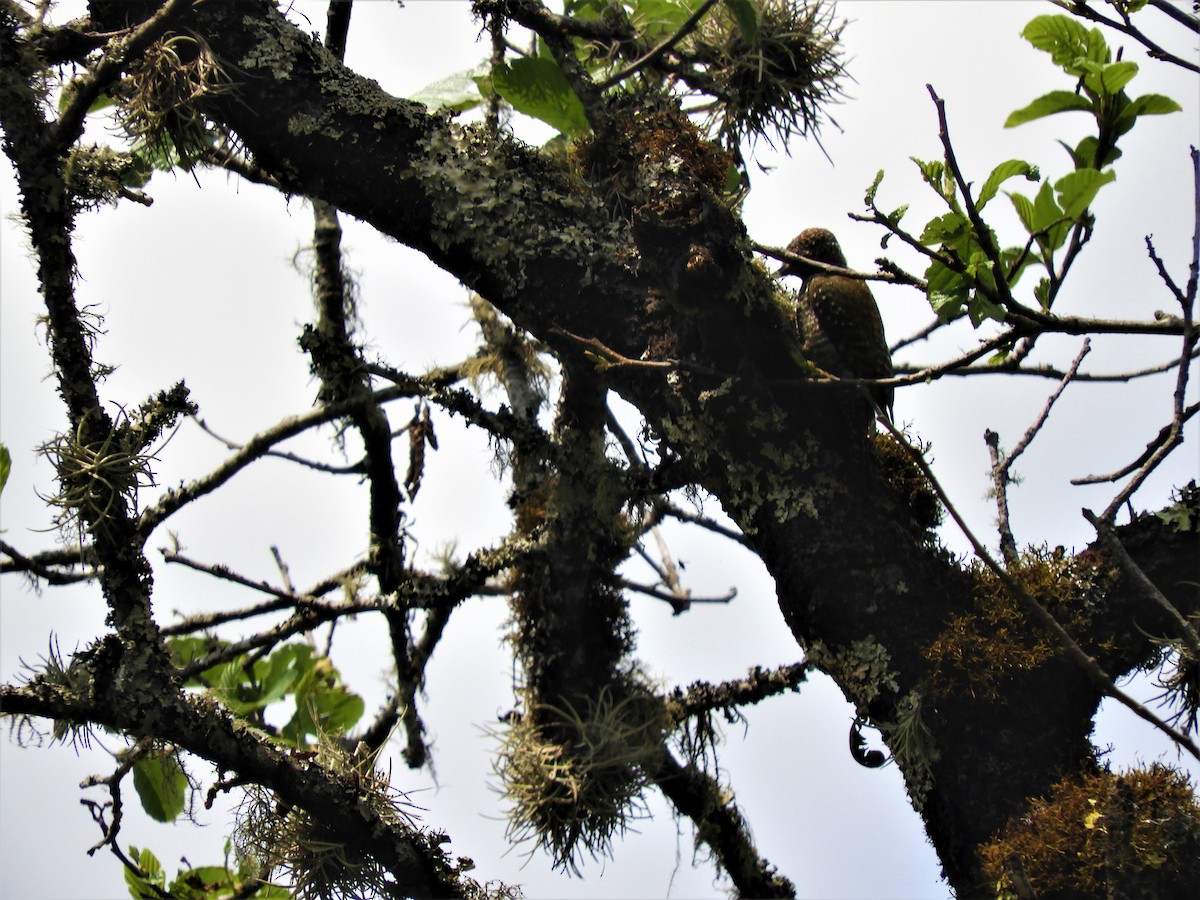 Dot-fronted Woodpecker - ML282125961