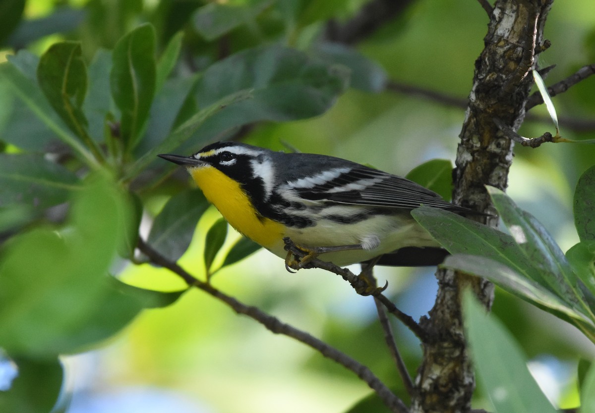 Yellow-throated Warbler - Christopher Lindsey