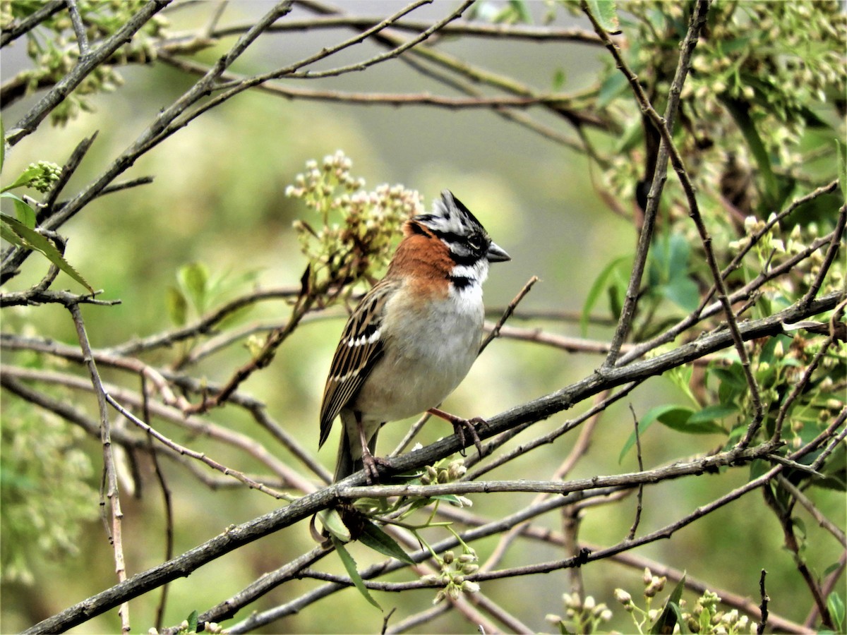 Rufous-collared Sparrow - ML282127801