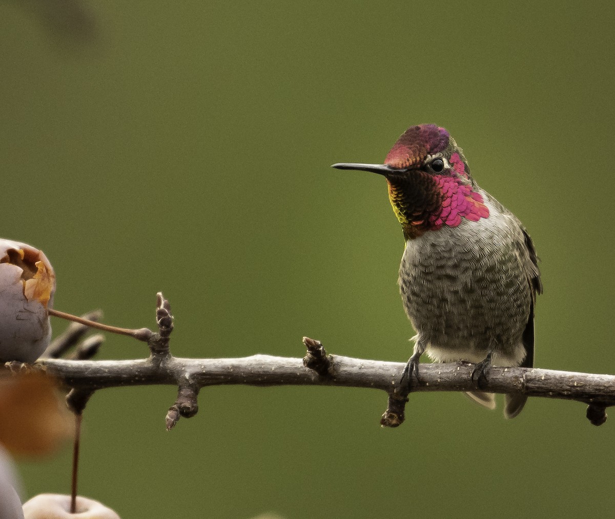Anna's Hummingbird - ML282129351