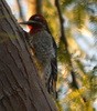 Red-naped x Red-breasted Sapsucker (hybrid) - ML28213081