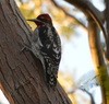 Red-naped x Red-breasted Sapsucker (hybrid) - ML28213101