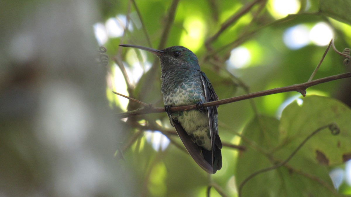 Shining-green Hummingbird - maria rubiano