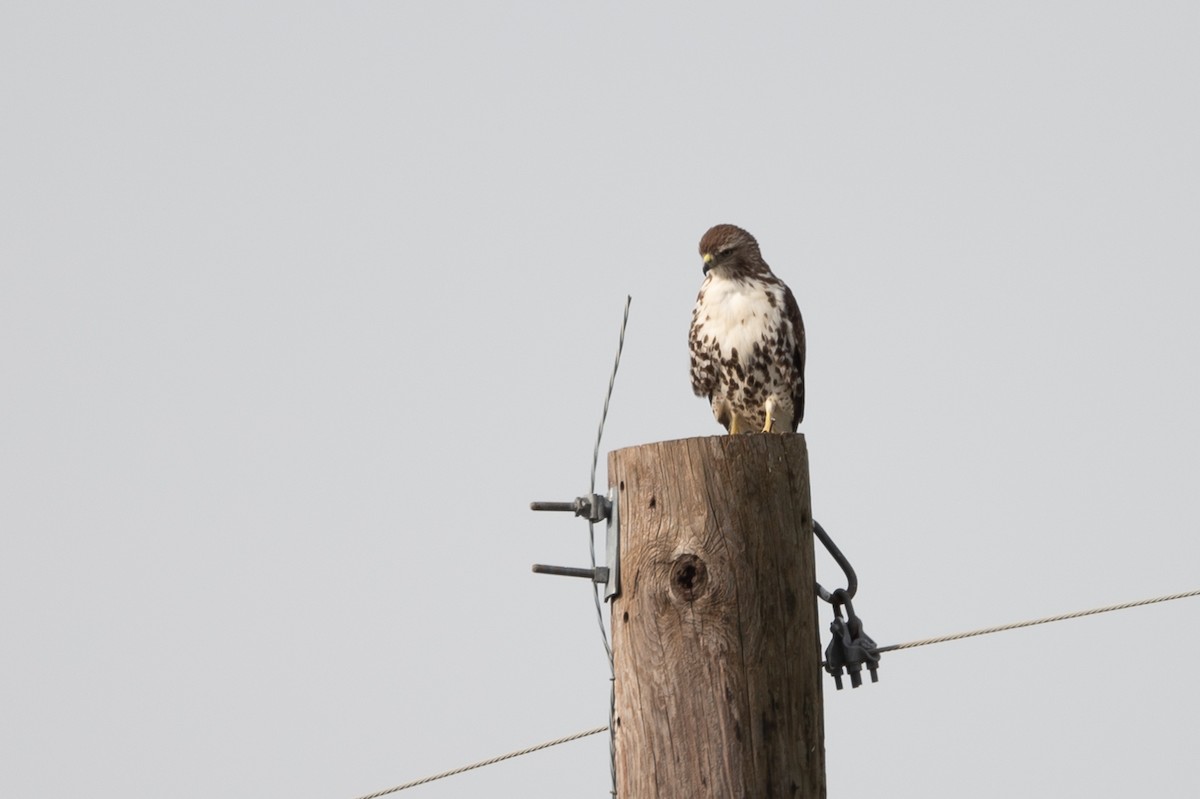 Red-tailed Hawk - ML282138101