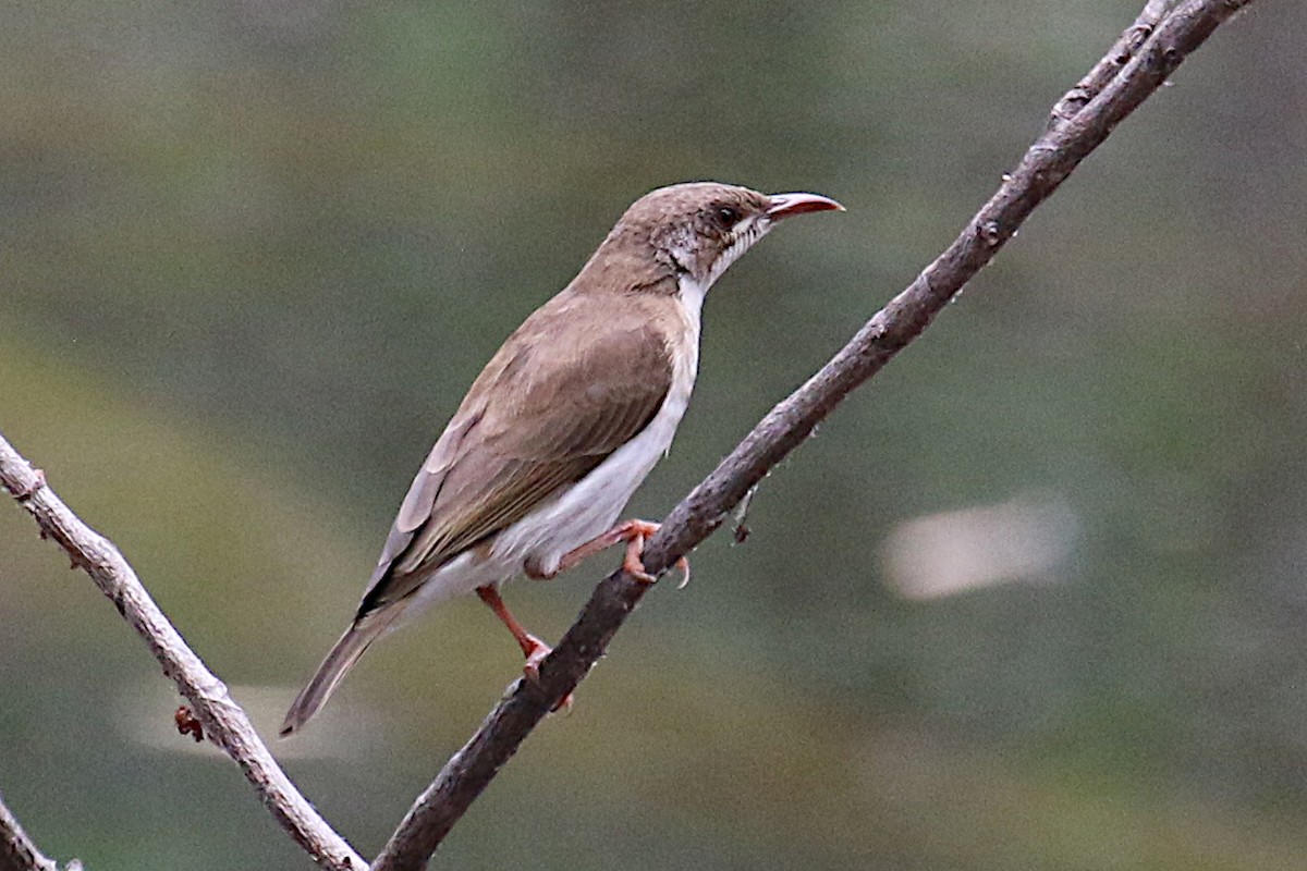 Brown-backed Honeyeater - Leith Woodall