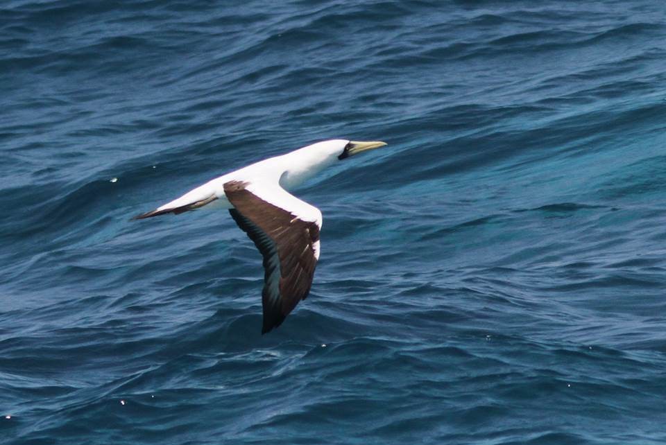 Masked Booby - ML28214011