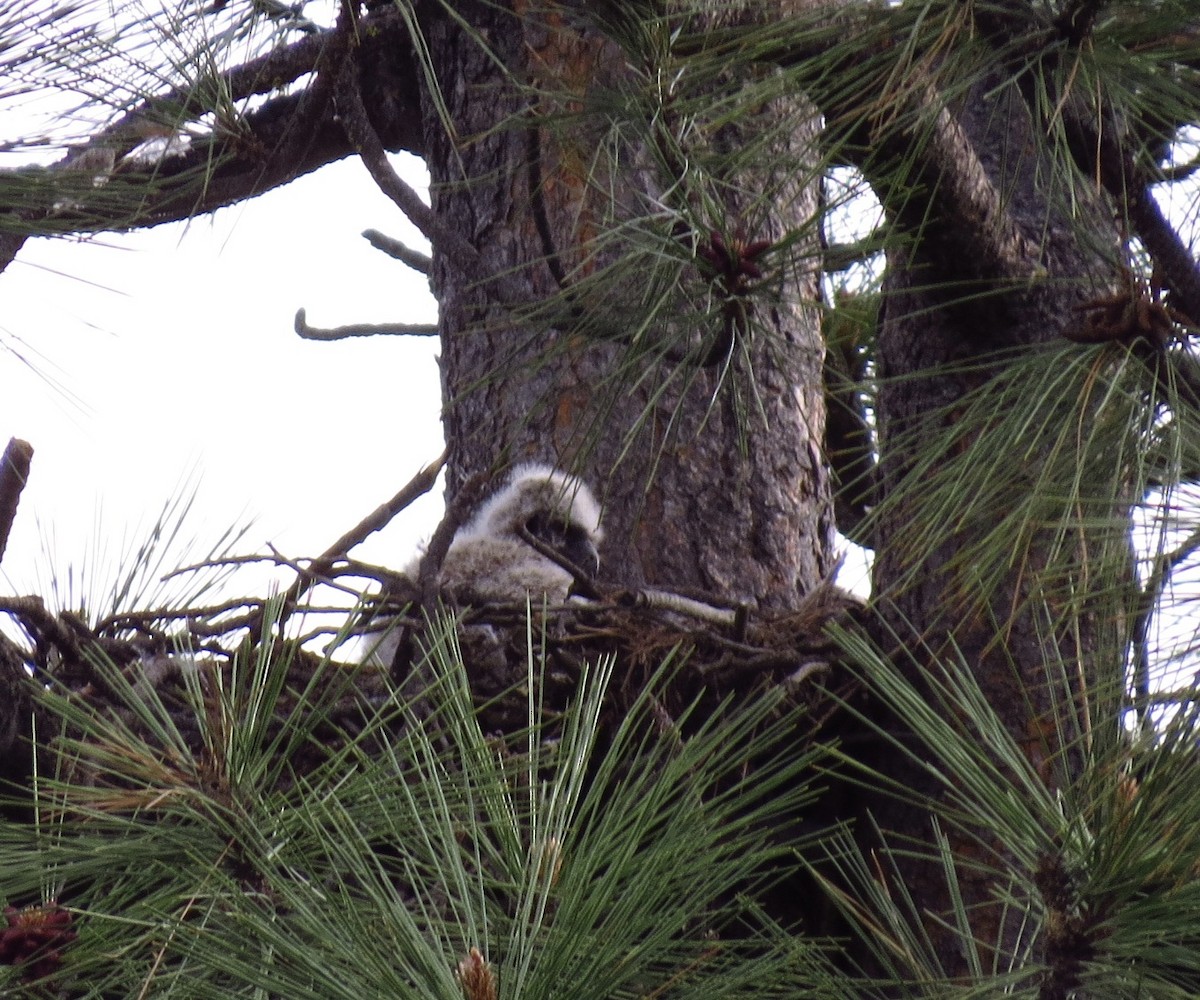 Great Horned Owl - ML28214231