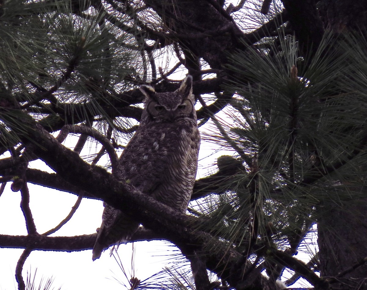 Great Horned Owl - ML28214241