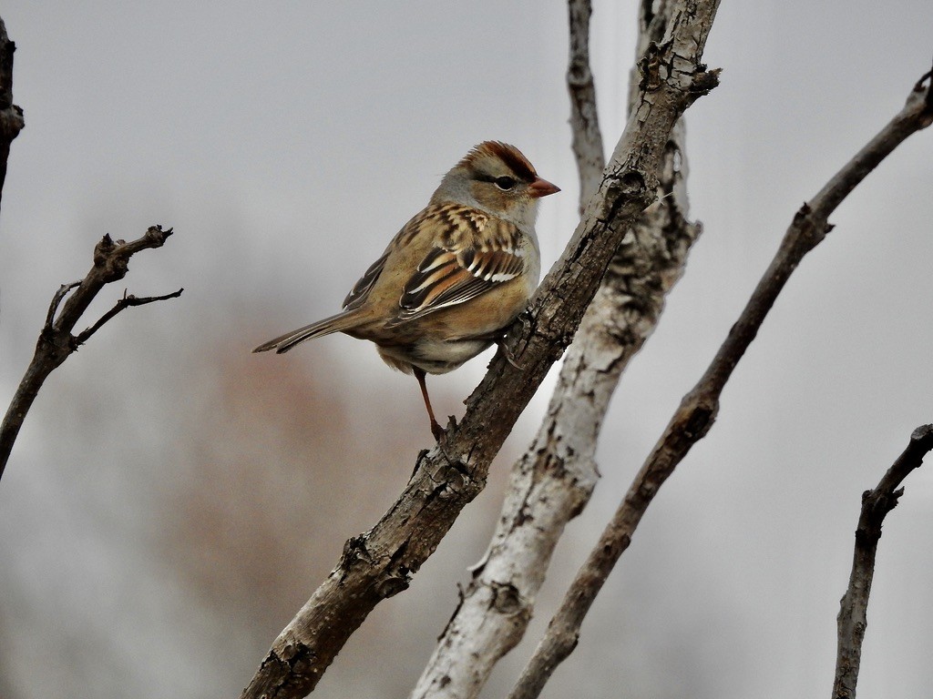 White-crowned Sparrow - ML282145131