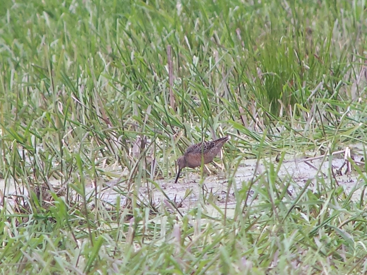 Long-billed Dowitcher - ML28214731