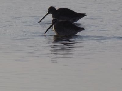 Long-billed Dowitcher - ML282149091