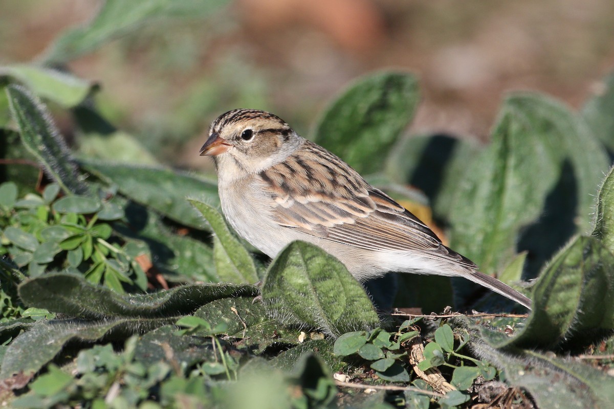 Chipping Sparrow - ML282151431