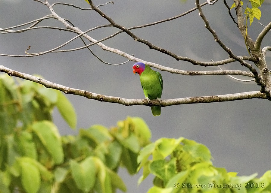 Red-cheeked Parrot - Stephen Murray