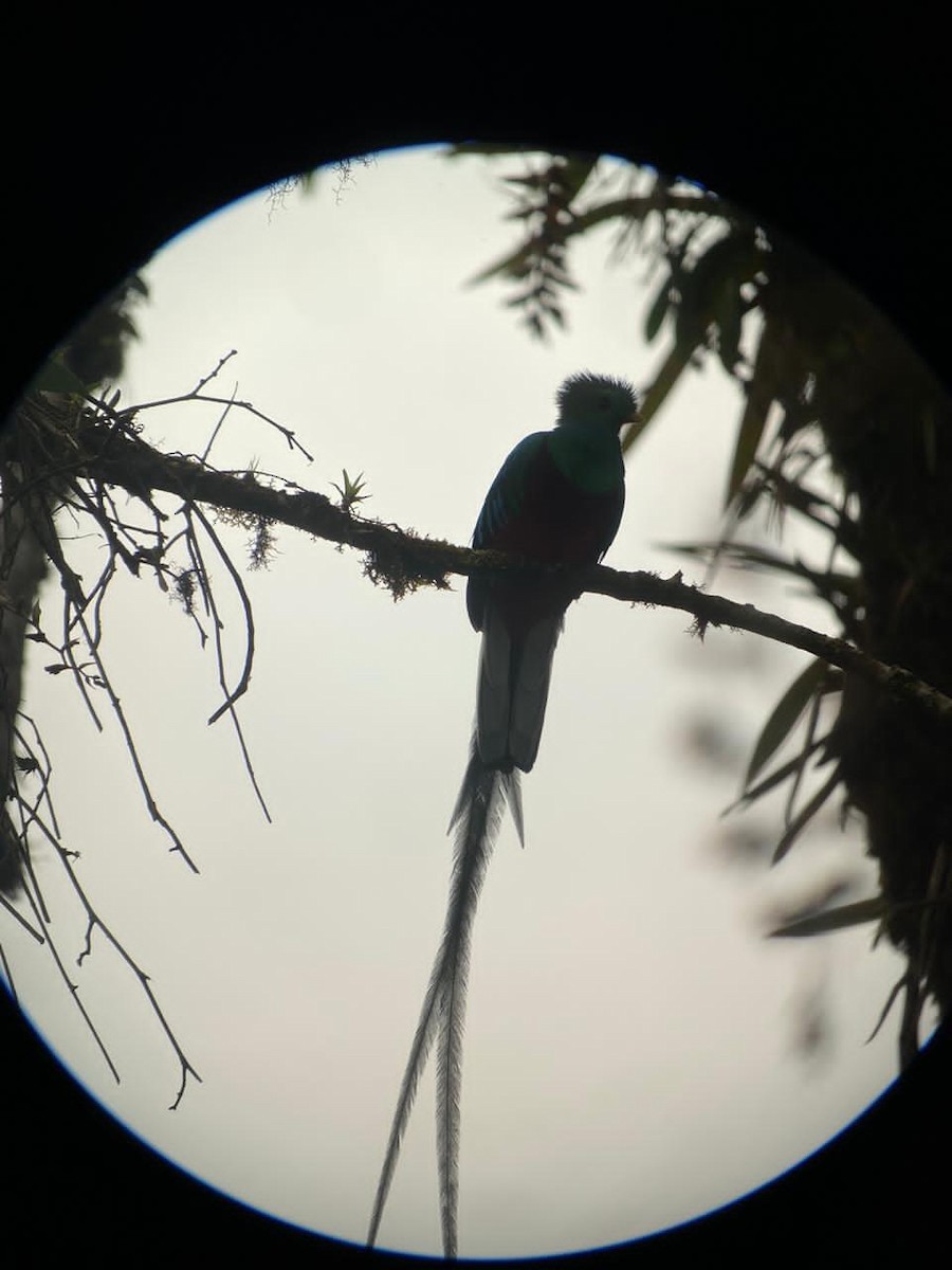 Quetzal Guatemalteco - ML282160941