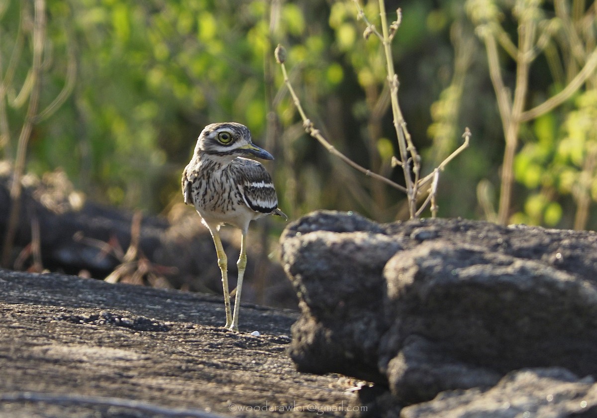 Indian Thick-knee - ML282164231
