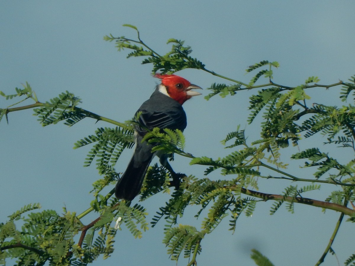 Red-crested Cardinal - ML282168161